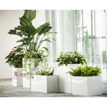 專注室內(nèi)綠植服務(wù)8年，綠植租賃，免費(fèi)養(yǎng)護(hù)，一站式商務(wù)空間